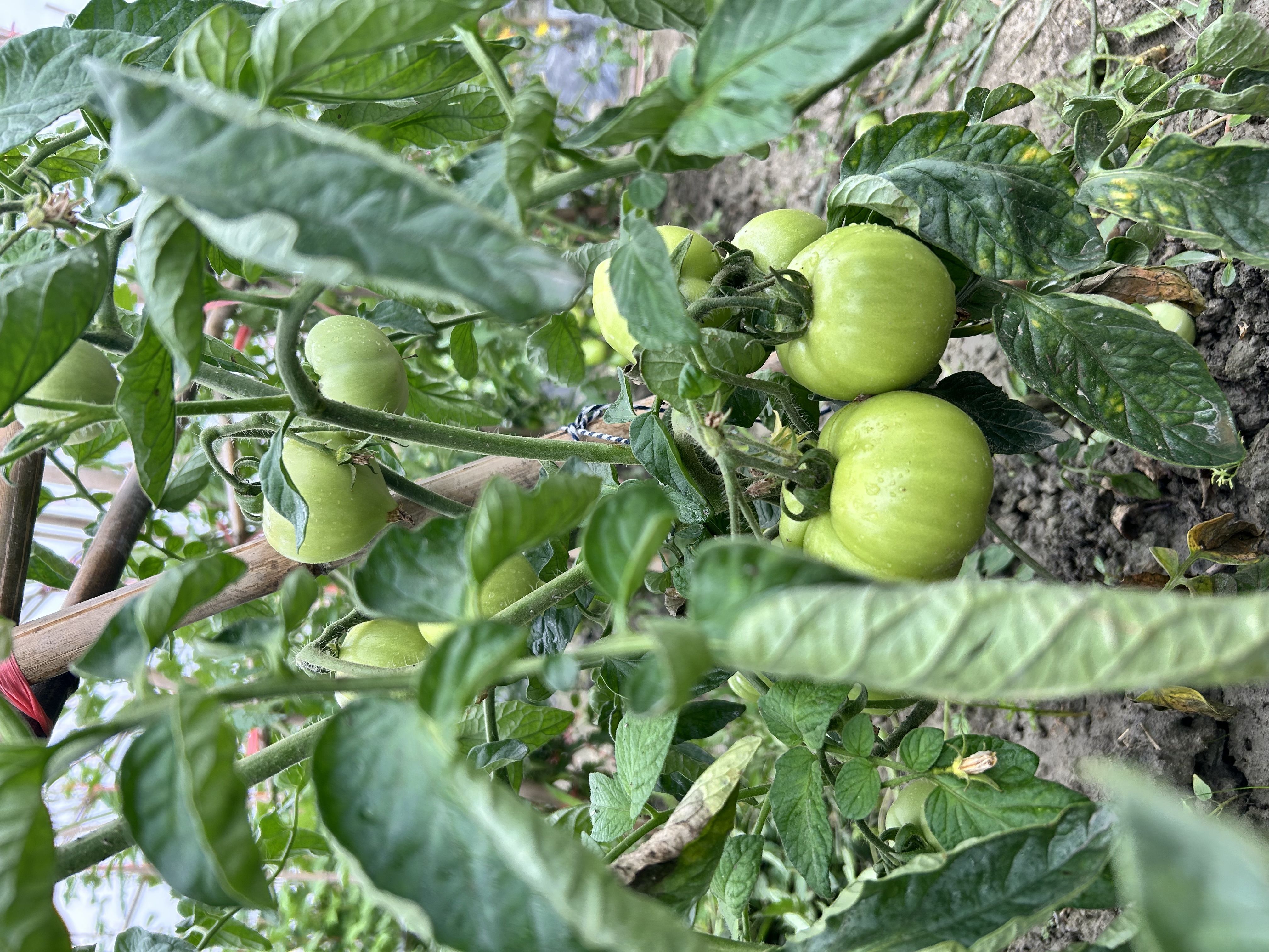 辣椒、西红柿、茄子以及西瓜的种植记录