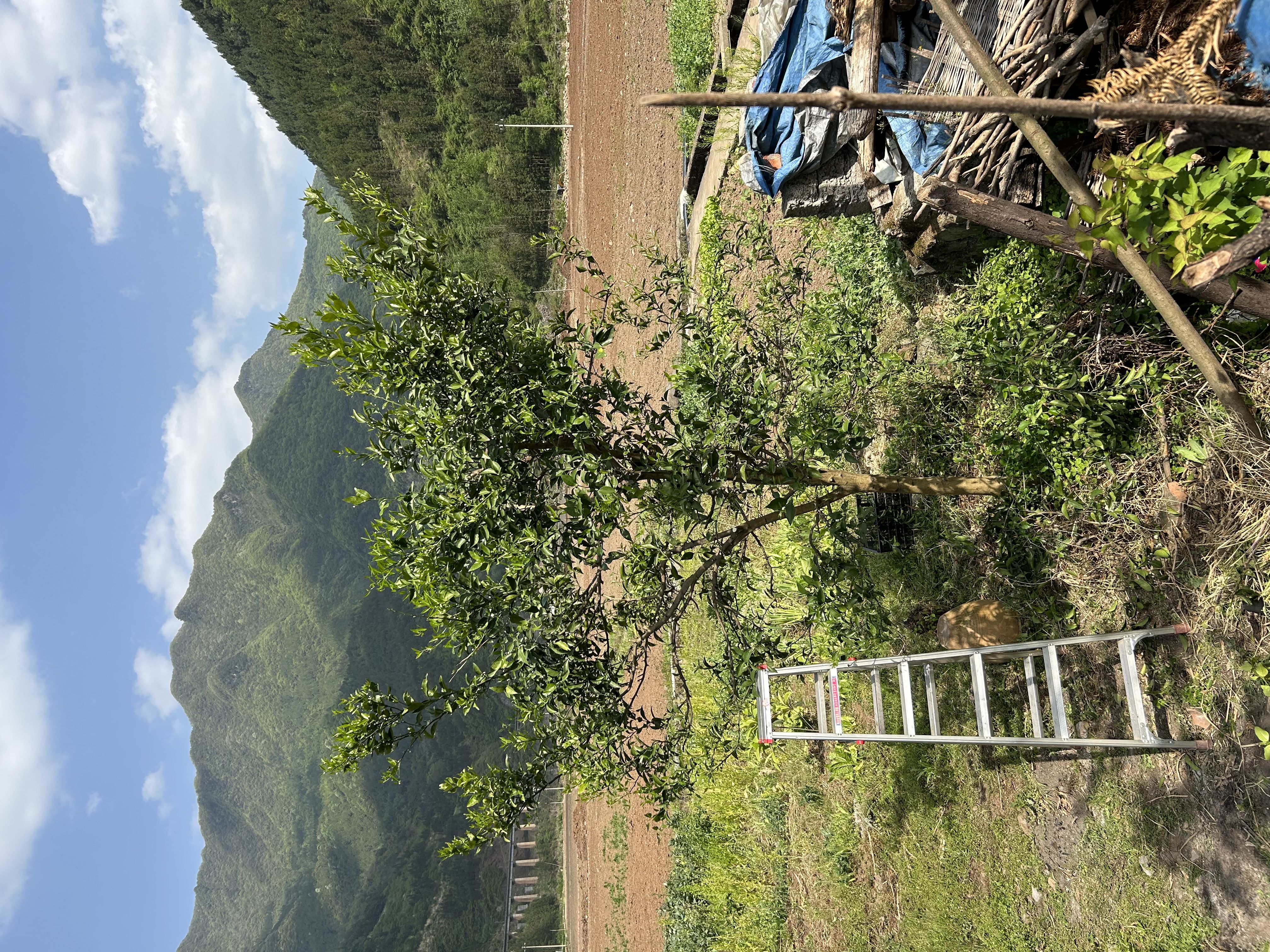 橘子树修剪